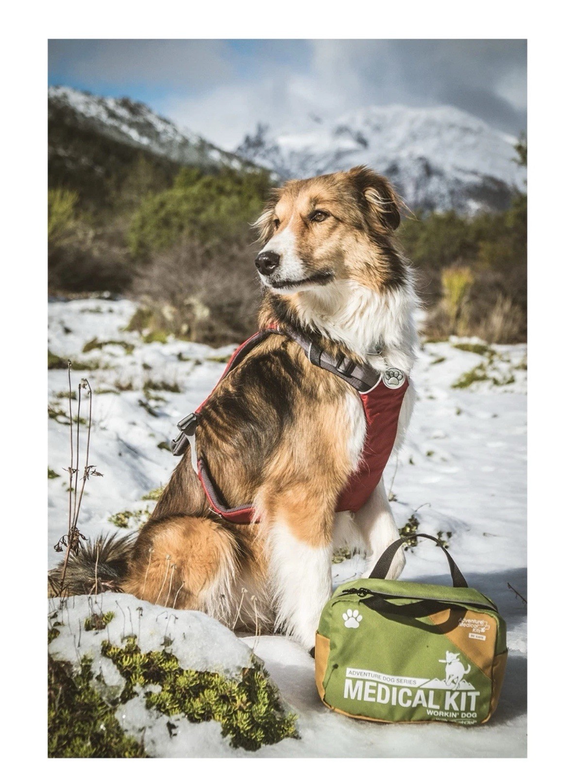 Adventure Medical Kits Workin' Dog Canine First Aid Kit with QuikClot